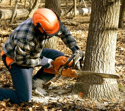 Tree Removal in Deepwater, NJ